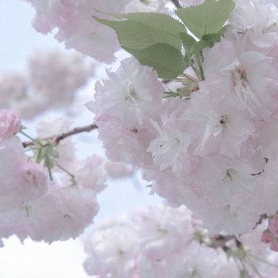 东光福瑞交流群